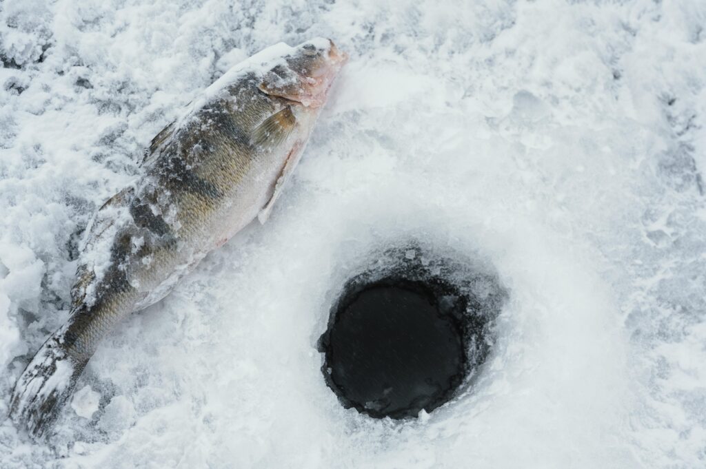 Acoustic Tags Track Alaska’s King Salmon Decline