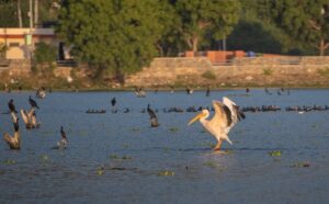 Hindustan Zinc Supports Baghdarra Crocodile Reserve, Protecting 200+ Species