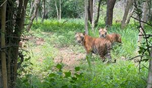 Prestige Group Adopts Tiger Cubs At BBP