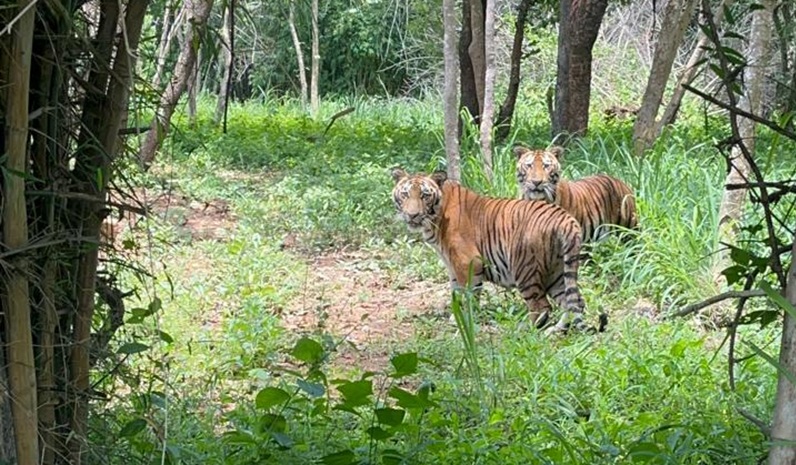 Prestige Group Adopts Tiger Cubs At BBP