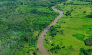 Brazil Launches Global Forest Protection Fund