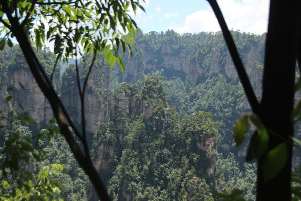 India Backs Brazil’s Global Forest Initiative