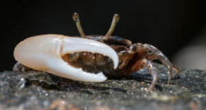 Fiddler Crabs Found Breaking Down Microplastics