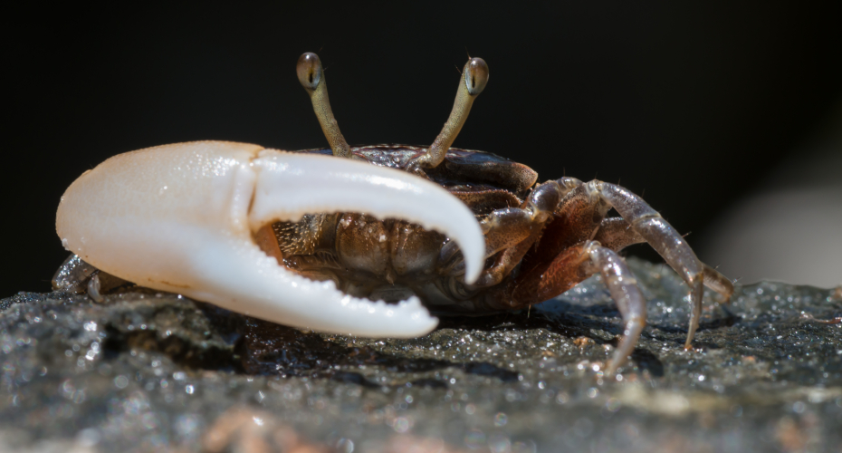 Fiddler Crabs Found Breaking Down Microplastics
