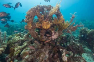 Artificial Reefs Offer Hope for Ocean Recovery