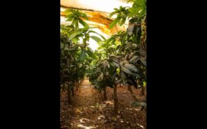Latin America Cocoa Farms to Adopt Low-Carbon Agroforestry Practices