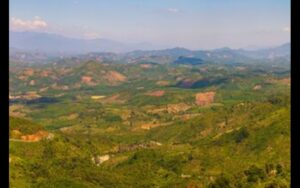 EU delays deforestation law by another year