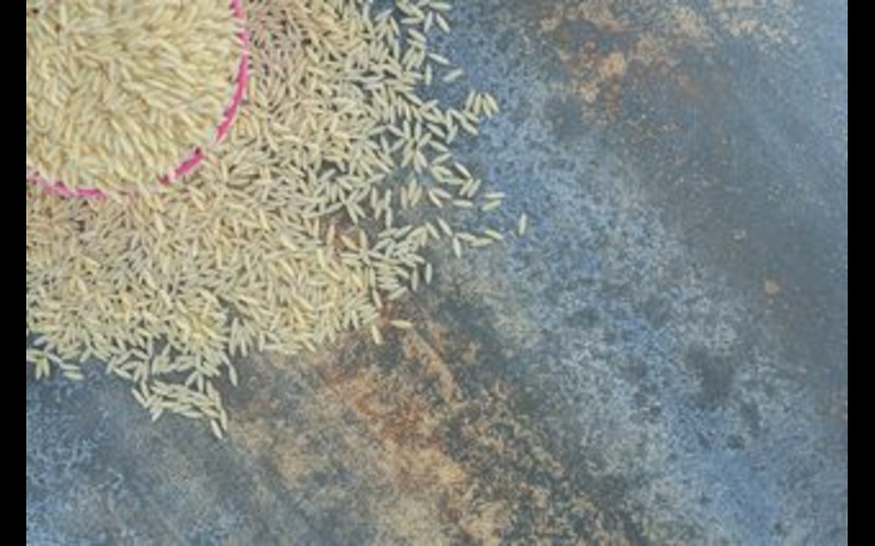 Rice Farming Surge Drains India’s Scarce Water Resources