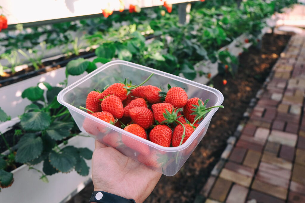 Fragaria Raises $2M for Year-Round Berry Farming